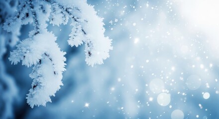 Close up of frosted pine needles on a branch isolated on white background