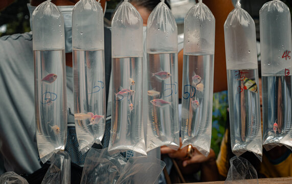 Colorful genetically modified moonrise pink tetra glofish and tiger barb displayed in water-filled plastic bags at a bustling market