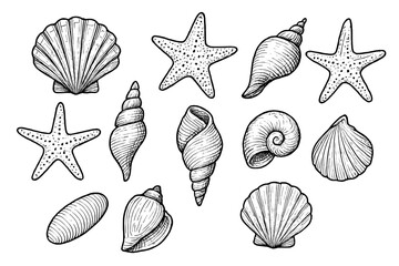 Detailed collection of various marine seashells and starfish in vintage engraving style