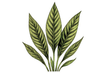 Detailed botanical sketch of a tropical houseplant with striped green foliage