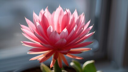 Pink Christmas cactus flower, Schlumberger species, seasonal bloom, holiday decor