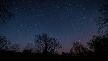 Vertical image of a forest under a stunning starry night sky, ideal for wallpaper use
