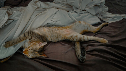 A tabby cat comfortably sleeping in a funny odd contortionist position on a bed with scattered sheets