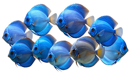 Group of Uniform Blue Discus Fish Swimming Together, Realistic Aquarium Concept, Isolated on Transparent.