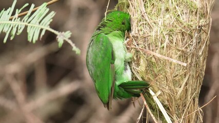 green broadbill (Calyptomena viridis) perch on the nest. Bird watching in natural habitats in the forest.