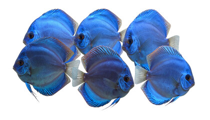 Group of Uniform Blue Discus Fish Swimming Together, Realistic Aquarium Concept,