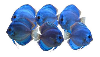 Group of Uniform Blue Discus Fish Swimming Together, Realistic Aquarium Concept,