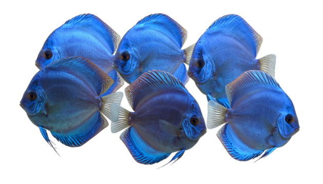 Group of Uniform Blue Discus Fish Swimming Together, Realistic Aquarium Concept,