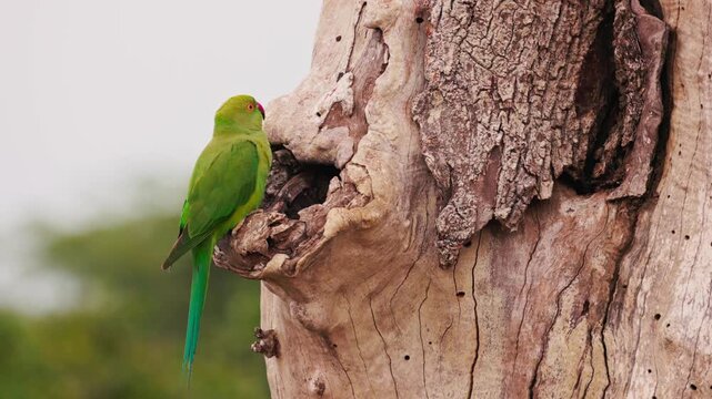 Slow motion video of green parakeet sitting near its nest hole on a tree in Sri Lanka. Tropical bird behavior in natural habitat, perfect for wildlife documentaries and nature films. Safari in Asia.