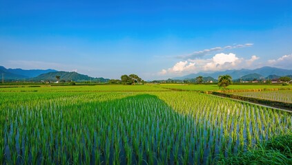 Lush rice terraces with water reflections and mountain backdrop, serene natural scenery