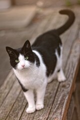 Funny tuxedo cat sitting outdoors and looking curious at camera. Vertical image with selective focus.	