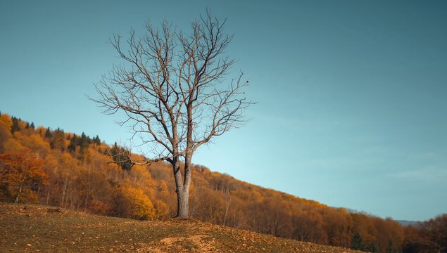 Solitary tree on a hill, bare branches against an autumn landscape, symbolizes isolation