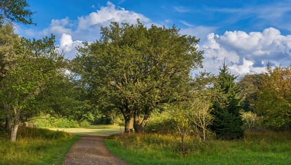 Trees lining a serene path in the forest, promoting preservation