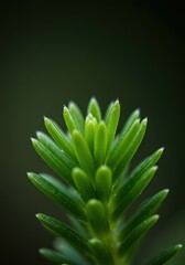 Obraz premium Close-up macro photograph showing a vibrant green plant in perfect focus against a very soft blurred background, emphasizing natural bokeh effect, focus, foliage, photography