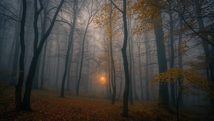 Mysterious fog-enshrouded autumn forest featuring yellow foliage, erosion risk