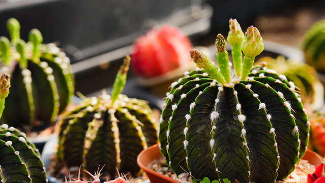 Group of Gymnocalycium variegated cactus collecting in greenhouse.