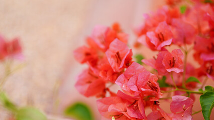 Bougainvillea Glabra choisy climbing plant with red flowers close up