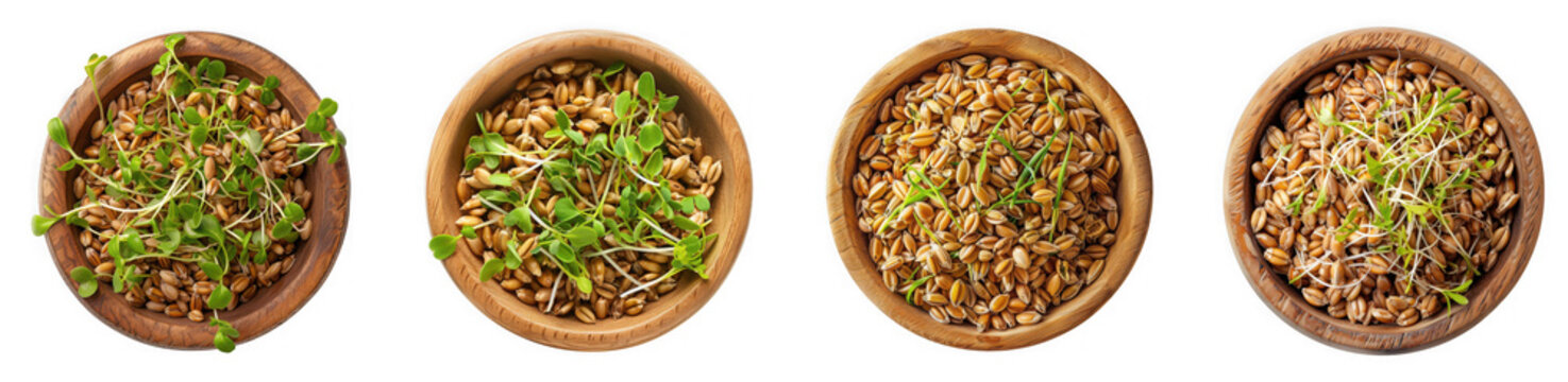 Four bowls of sprouts in different stages of growth, isolated on transparent background