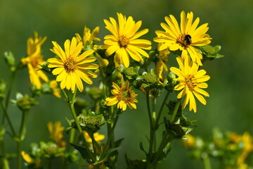 Durchwachsene Silphie (Silphium perfoliatum)	
