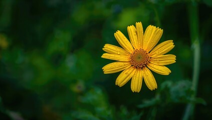 Close-up of a yellow flower glistening with rain droplets, showcasing the beauty of nature in summer