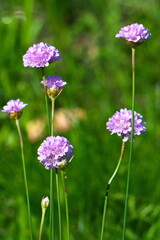 Blüten der Strand-Grasnelke (Armeria maritima)