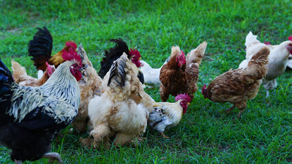 Beautiful colorful chickens are walking in the grass.