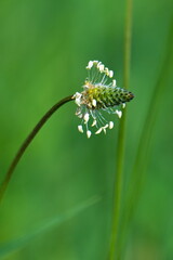 Fototapeta premium Blüte vom Spitzwegerich (Plantago lanceolata)