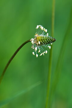 Bl&uuml;te vom Spitzwegerich (Plantago lanceolata)