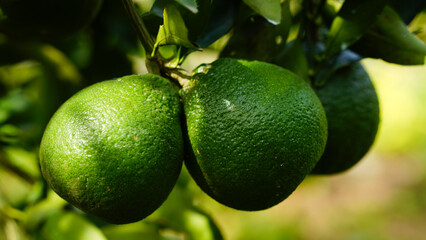 Shogun orange and orange blossoms Spain Spring harvest Thailand