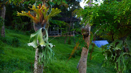 Fototapeta premium Platycerium bifurcatum (Cav.) C. Chr. on a green tree.