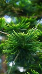 Araucaria heterophylla (Salisb.) Franco Norfolk Island-pine