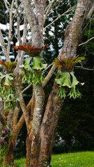 platycerium bifurcatum known as common staghorn fern or elkhorn fern attaches itself to the host tree