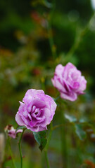 Close-up of a group of pink roses on a blurred background.