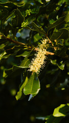 flower macadamia nut hang on tree branch and green leaf macadamia in the garden