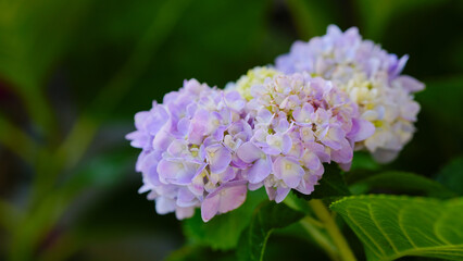 Purple and blue hydrangea flowers growing through