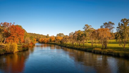 Fototapeta premium The Tumut River flowing through trees in autumn, showcasing seasonal change