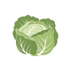 Fresh Green Cabbage Head Isolated on White Background.