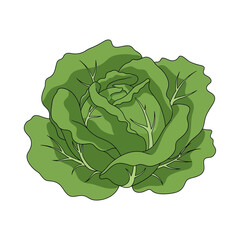 Fresh green cabbage head vector illustration isolated on white.