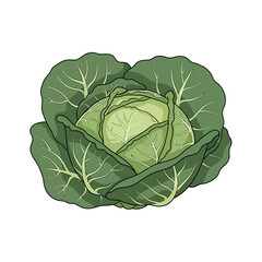 Fresh Green Cabbage Head with Outer Leaves.