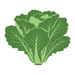 Fresh green lettuce head with large leaves ready to eat for a healthy meal.