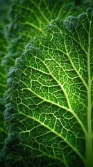 Green Savoy Cabbage Leaf Veins CloseUp Macro Texture Detail
