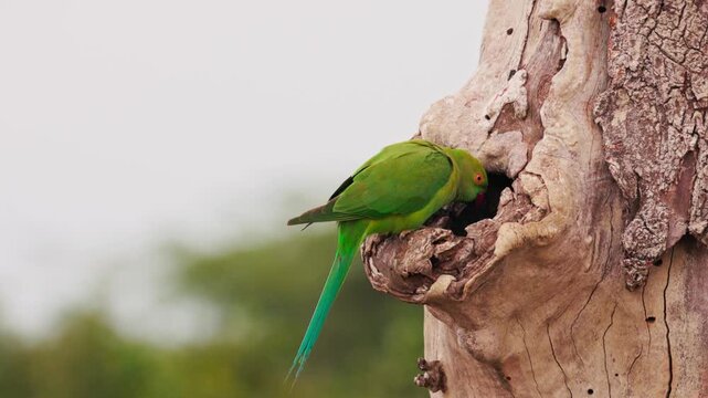 Slow motion video of green parakeet sitting near its nest hole on a tree in Sri Lanka. Tropical bird behavior in natural habitat, perfect for wildlife documentaries and nature films. Safari in Asia.
