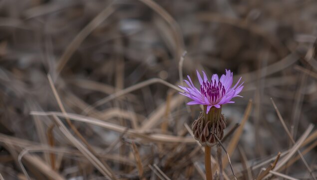 Polygala salasiana flower, resilient perennial plant thriving in drought conditions, seasonal change