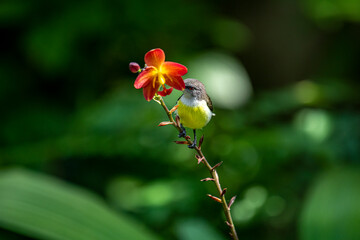 A small, female Purple-rumped sunbird with light grayish-brown upper parts and pale yellow underparts, feeding on nectar.