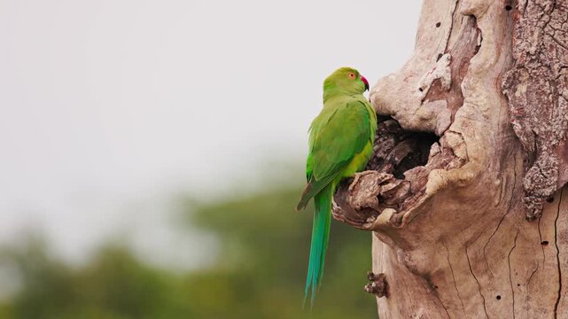 Slow motion video of green parakeet sitting near its nest hole on a tree in Sri Lanka. Tropical bird behavior in natural habitat, perfect for wildlife documentaries and nature films. Safari in Asia.