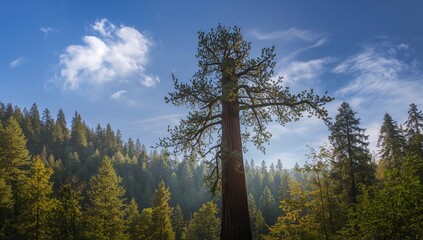 Giant Redwood trees towering in a lush forest, showcasing seasonal change
