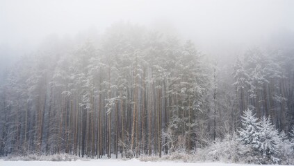 Tall trees blanketed in snow, showcasing seasonal changes and winter landscapes