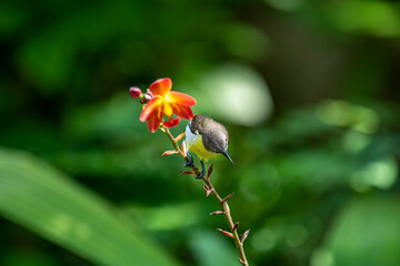 A small, female Purple-rumped sunbird with light grayish-brown upper parts and pale yellow underparts, feeding on nectar.