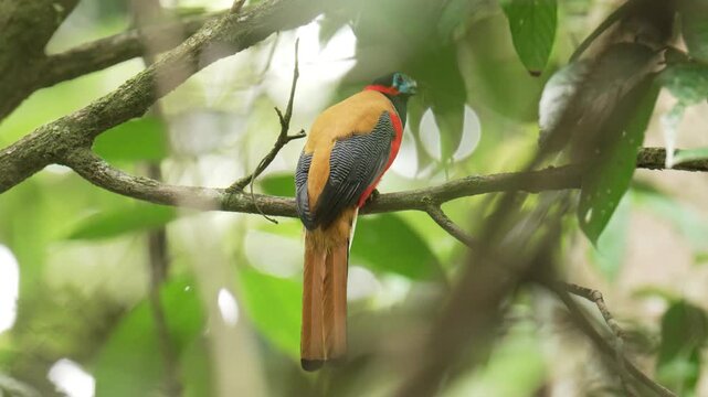 Red-naped Trogon (Harpactes kasumba) perch on branch. Bird watching in natural habitats in the forest.