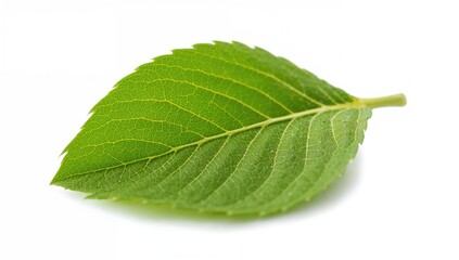 Fototapeta premium Strawberry leaf on a white backdrop, symbolizing freshness, summer season